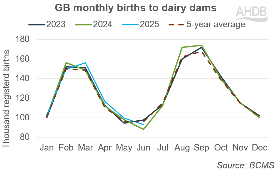 GB monthly births to dairy dams